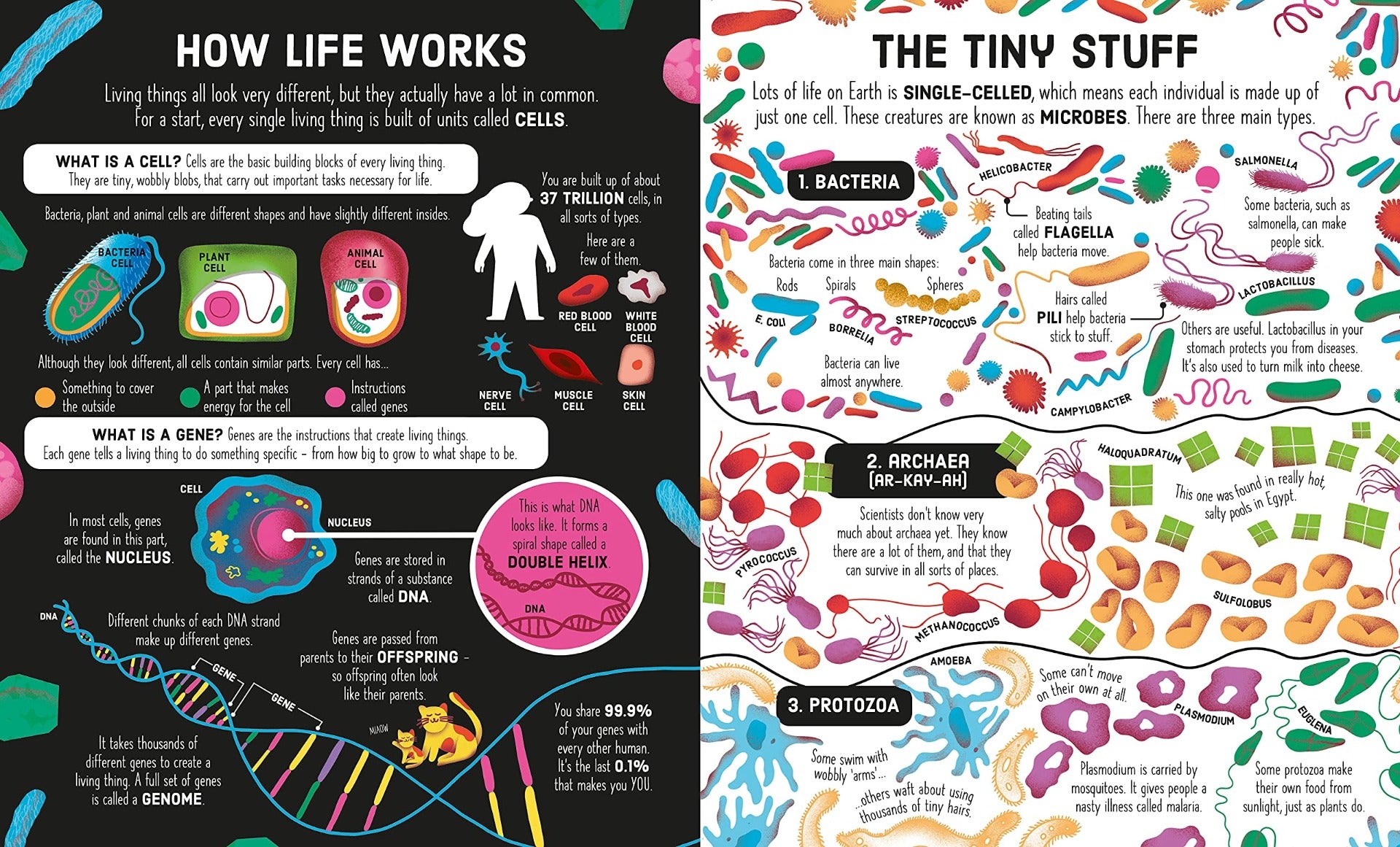 Usborne Book & Jigsaw (300pc) Set - Tree of Life - Pupsik Singapore
