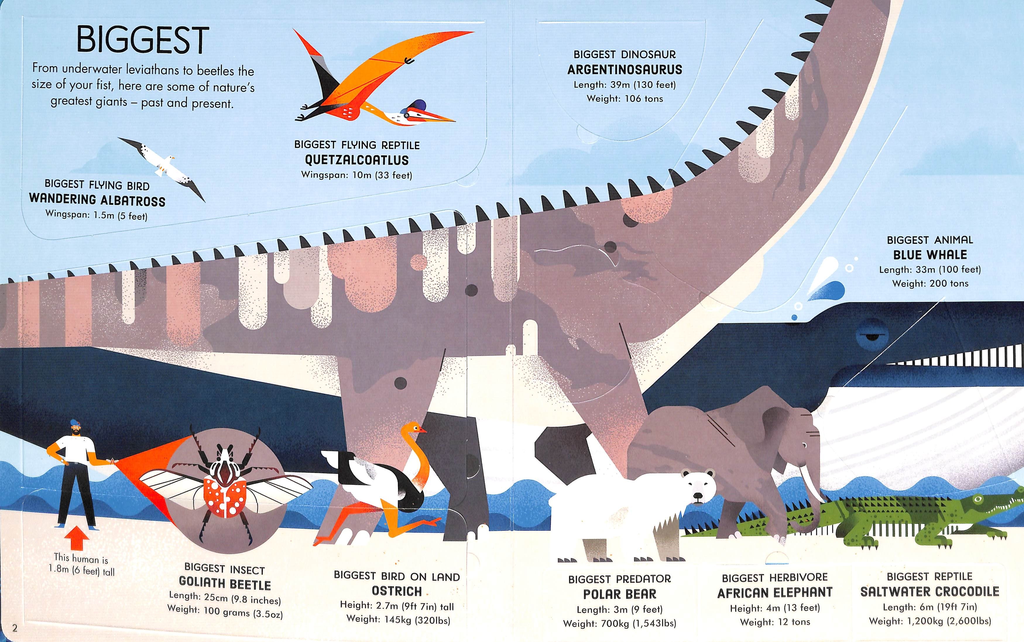 Usborne Lift-the-Flap Board Book Series - Age: 6+ (4 Titles) - Pupsik Singapore