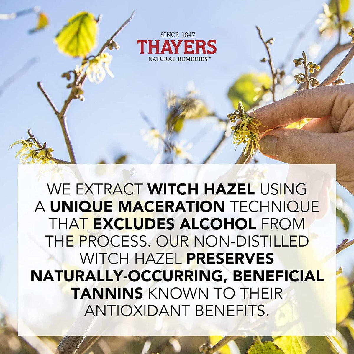 Thayers Witch Hazel Facial Mist w/ Aloe Vera, 237ml – Cucumber