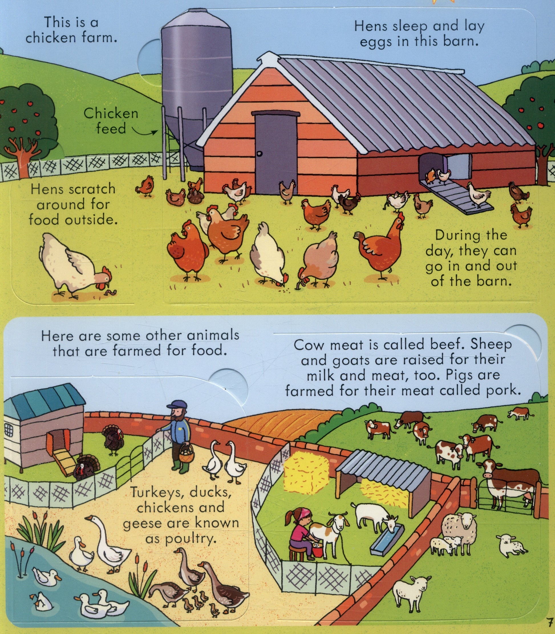 Usborne Lift-the-Flap Look Inside Book (10 Types) - Pupsik Singapore