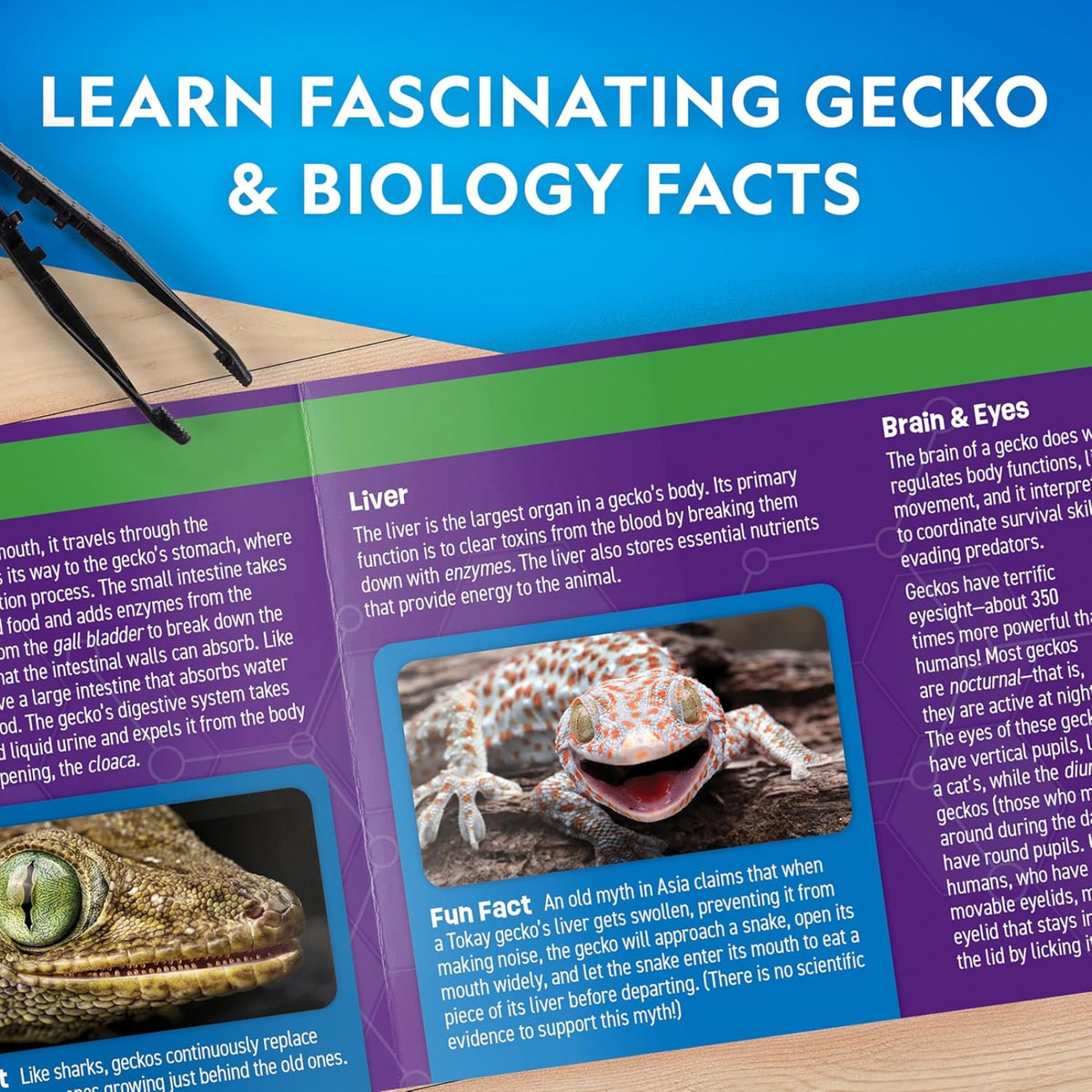 National Geographic Glow-in-the-Dark Gecko Dissection Lab - Pupsik Singapore