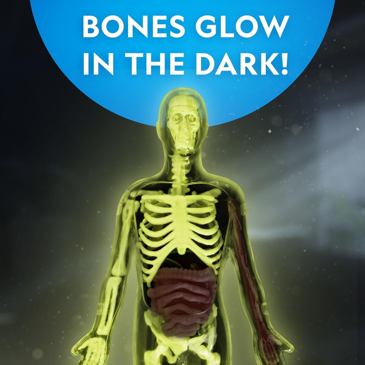 National Geographic Human Body Science Kit - Pupsik Singapore