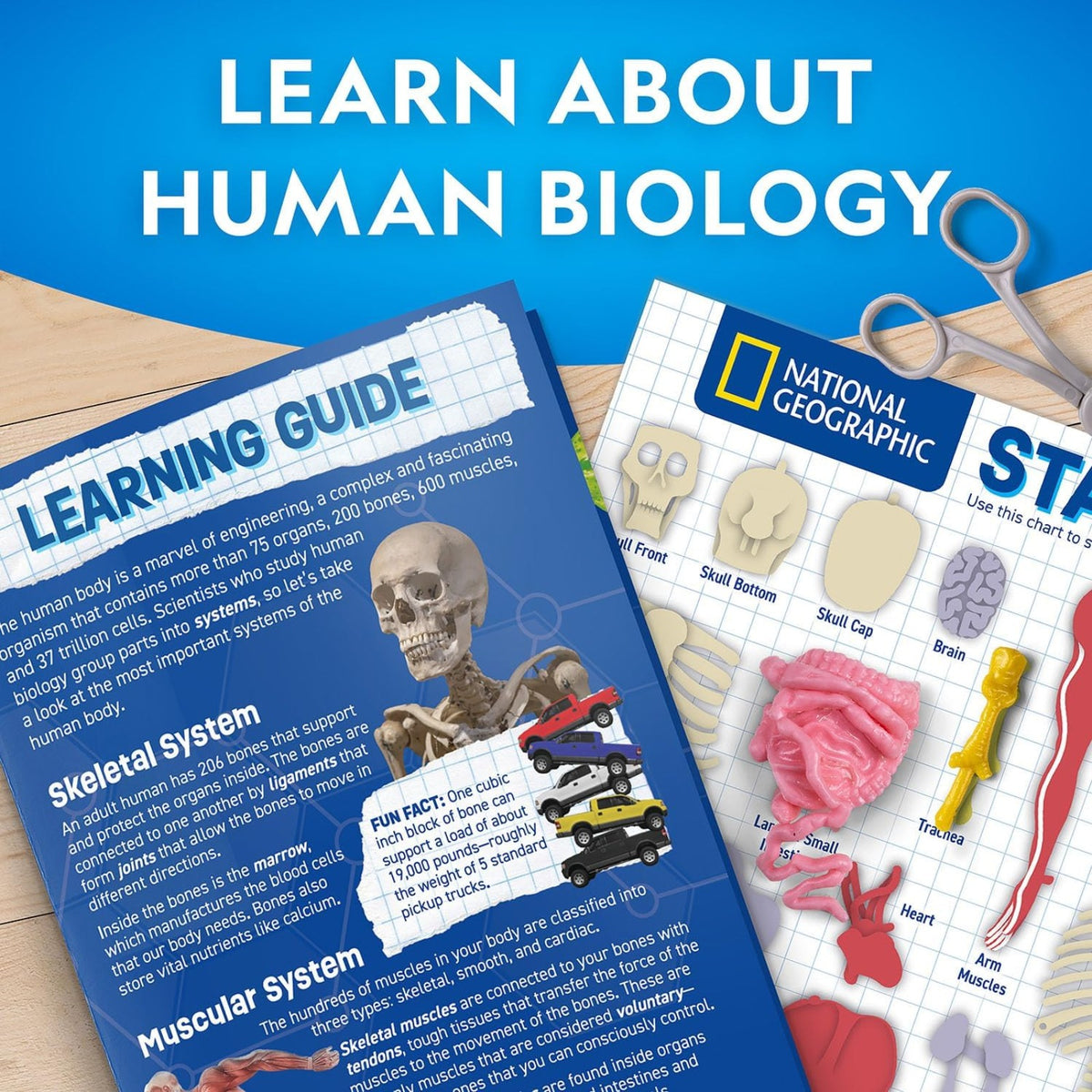 National Geographic Human Body Science Kit - Pupsik Singapore