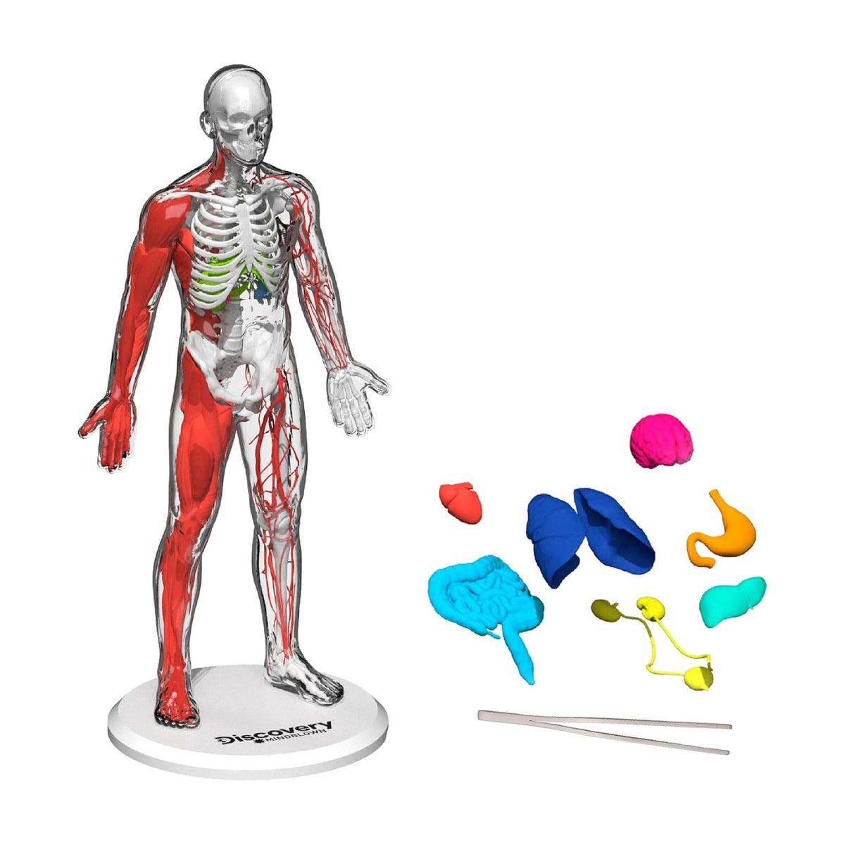 Discovery #MINDBLOWN 3D Human Anatomy Biology Model, 28pcs