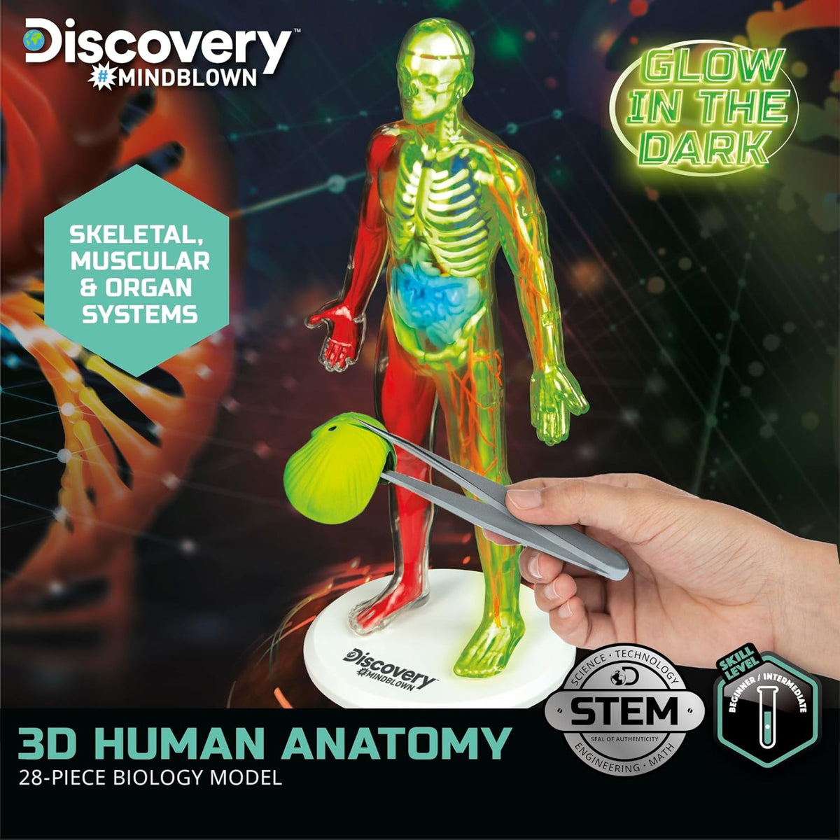 Discovery #MINDBLOWN 3D Human Anatomy Biology Model, 28pcs