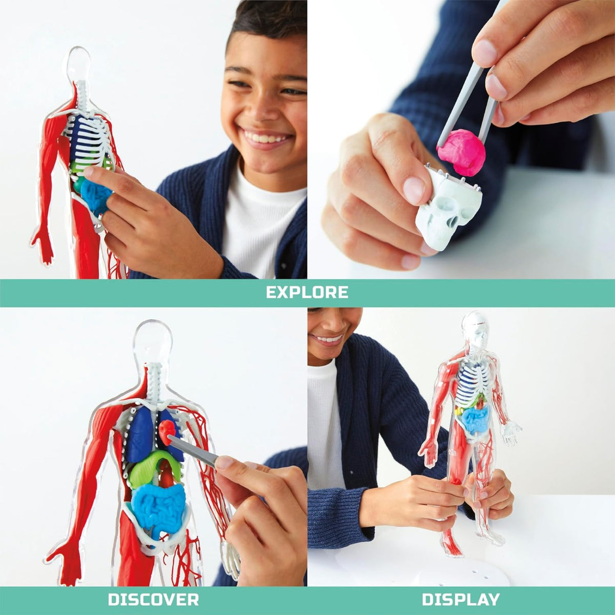 Discovery #MINDBLOWN 3D Human Anatomy Biology Model, 28pcs