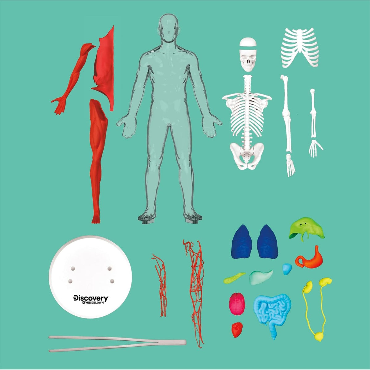 Discovery #MINDBLOWN 3D Human Anatomy Biology Model, 28pcs